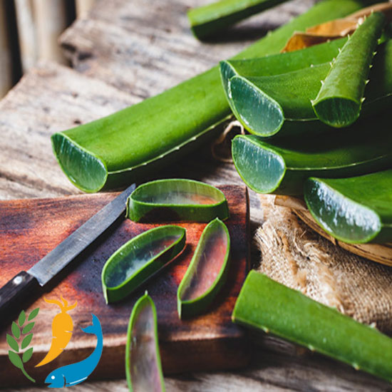 Medicinal Benefits of Aloe Vera