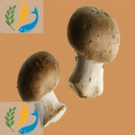 What-are-mushrooms