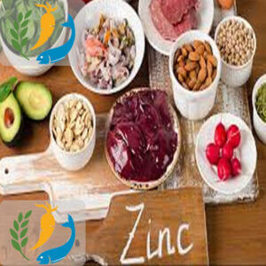 Zinc Rich Foods 